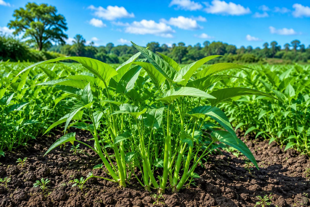 Water Spinach Seeds 120pcs Organic Non-GMO 'Kong Xin Cai' Heirloom Seeds Ipomoea aquatica for Easy Gardening