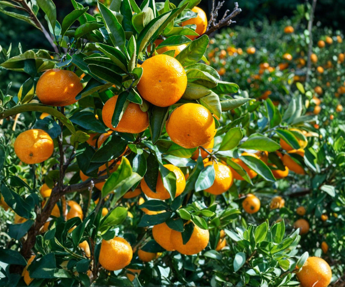 Live Satsuma Mandarin Seedling 4"-10" Sweet Cold Hardy Citrus Tree (Citrus unshiu) Bare Root for Home Gardens
