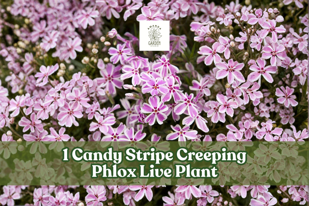 Candy Stripe Creeping Phlox Live Plant Plug, Pink White Groundcover, Phlox Subulata ‘Candy Stripe’ - Perennial Garden Starter Plant