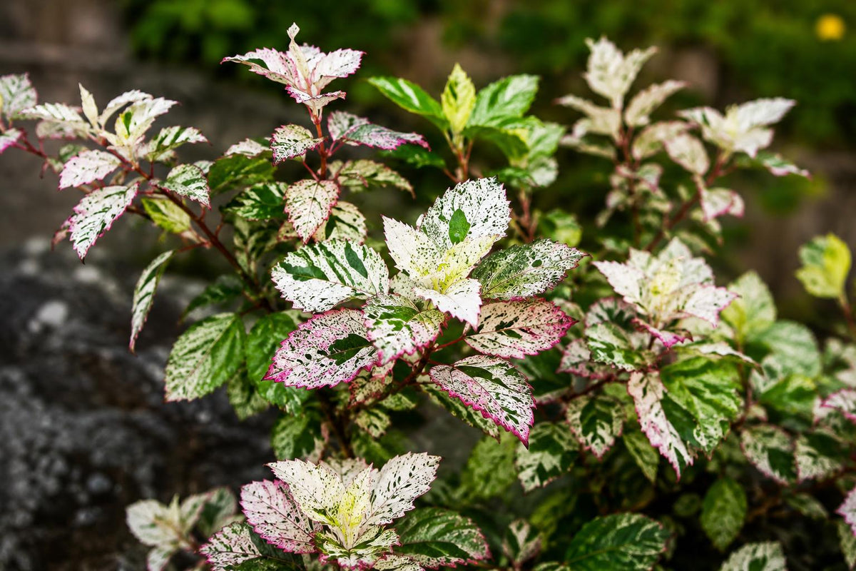 Tropical Hibiscus Plant - Variegated Leaves, Red Flowers - Hibiscus rosa-sinensis 'Aussie Queen' - 4-inch Pot