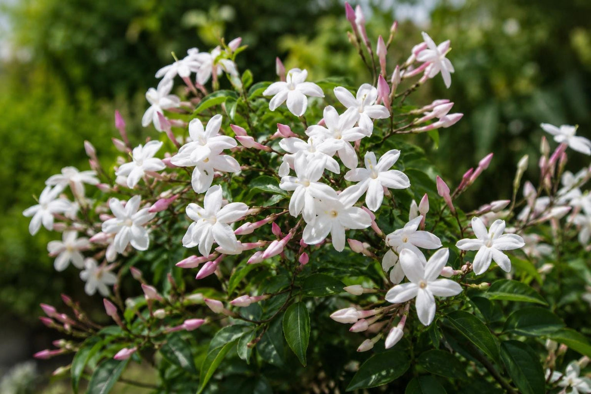 Jasmine Plant 6-10 Inches Pink Polyanthum Fragrant Vine Jasminum polyanthum for Garden, Trellis, Fence