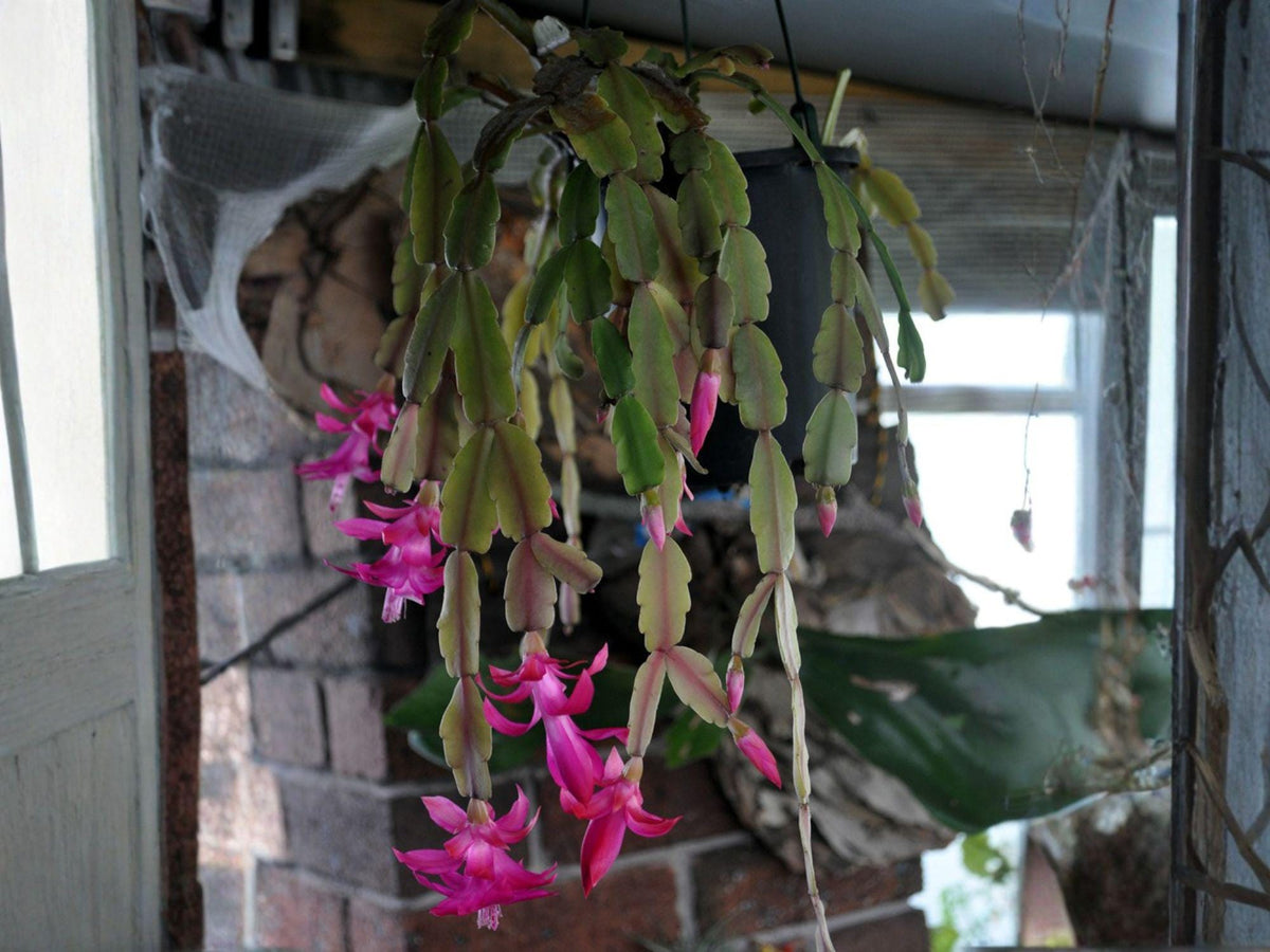 Proud Tina Christmas Cactus Starter Plant | Schlumbergera Truncata | Exotic Tropical Holiday Blooming Houseplant