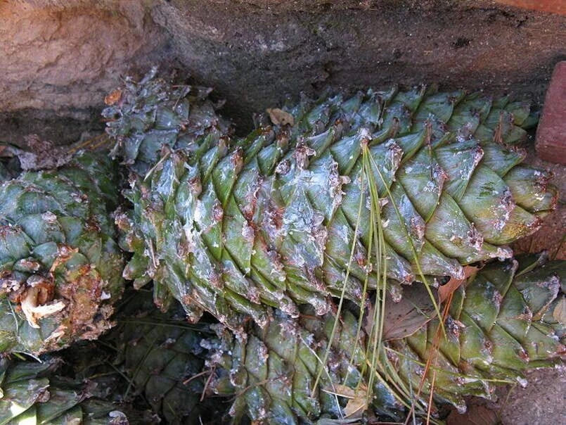 Pine Seeds for Planting 30 Seeds - Armand Pine, David's Pine, Chinese White Pine - Pinus armandii