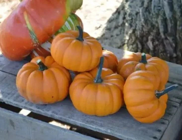 Orangita Pumpkin Seeds - 10 Count - Small Orange Pumpkins - Cucurbita pepo for Planting