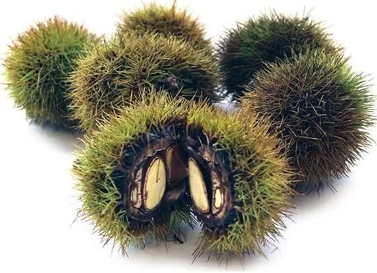 Japanese Silverleaf Chestnut Tree Seeds - Prolific Yielder - Castanea crenata - Nut Tree Seeds for Planting
