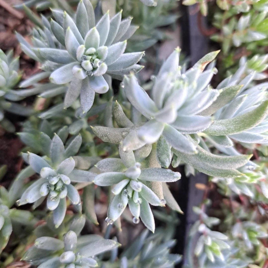 Sedum Blue Spruce Cuttings - 10 Cold Hardy Trailing Ground Cover Succulents - Perfect for Garden or Indoor Use