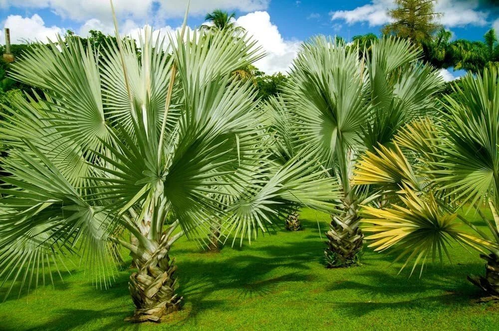 Mexican Fan Palm Tree Seeds - 20 Premium Washingtonia Robusta Seeds for Landscaping and Gardening