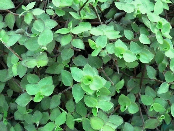 20 Cuttings Dwarf Bolivian Wandering Jew Tradescantia Minima Callisia Repens Indoor Plant Decor