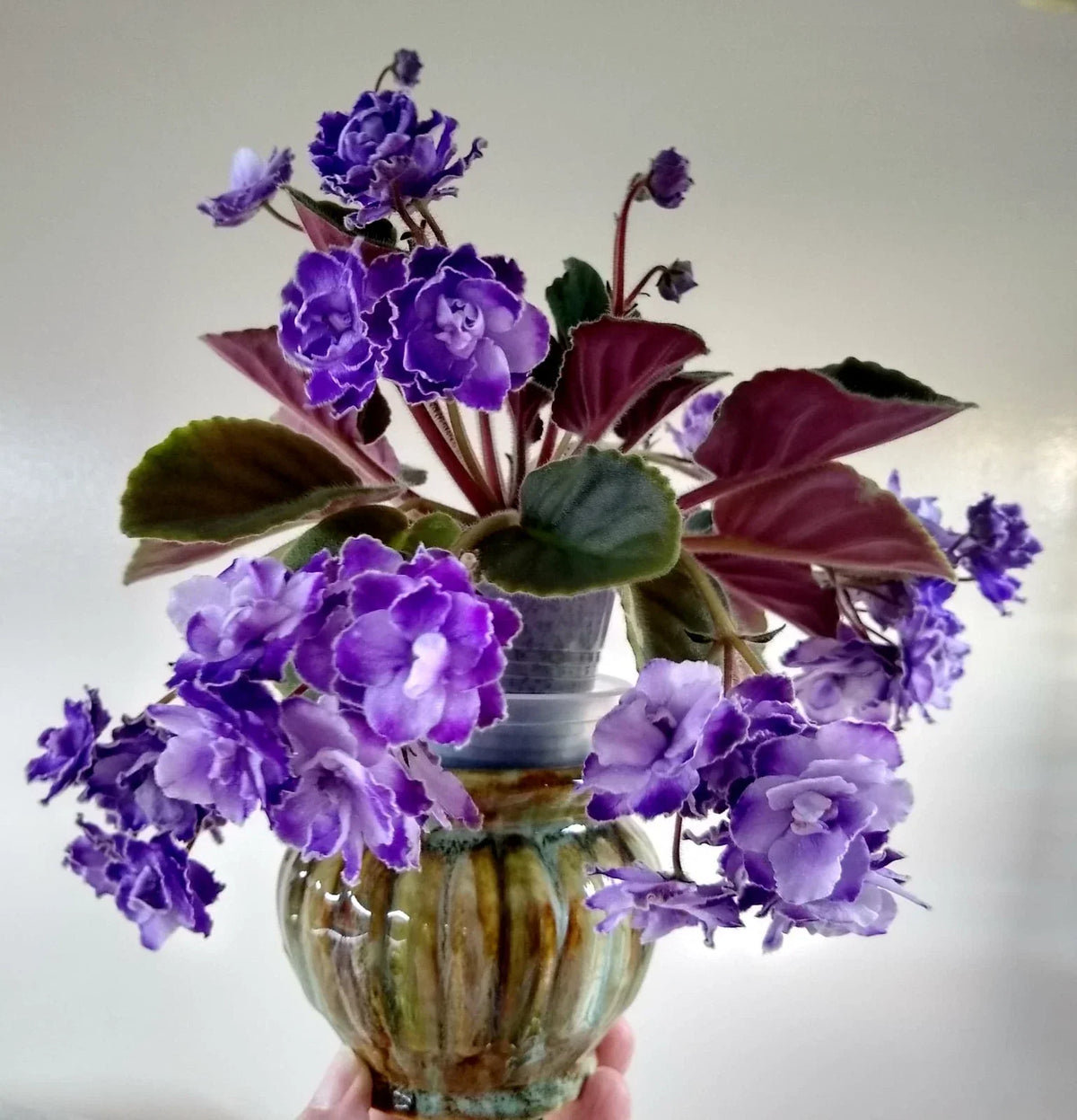 African Violet Leaves - 2 Count - Optimara Trinidad II - Indoor Plant Cuttings
