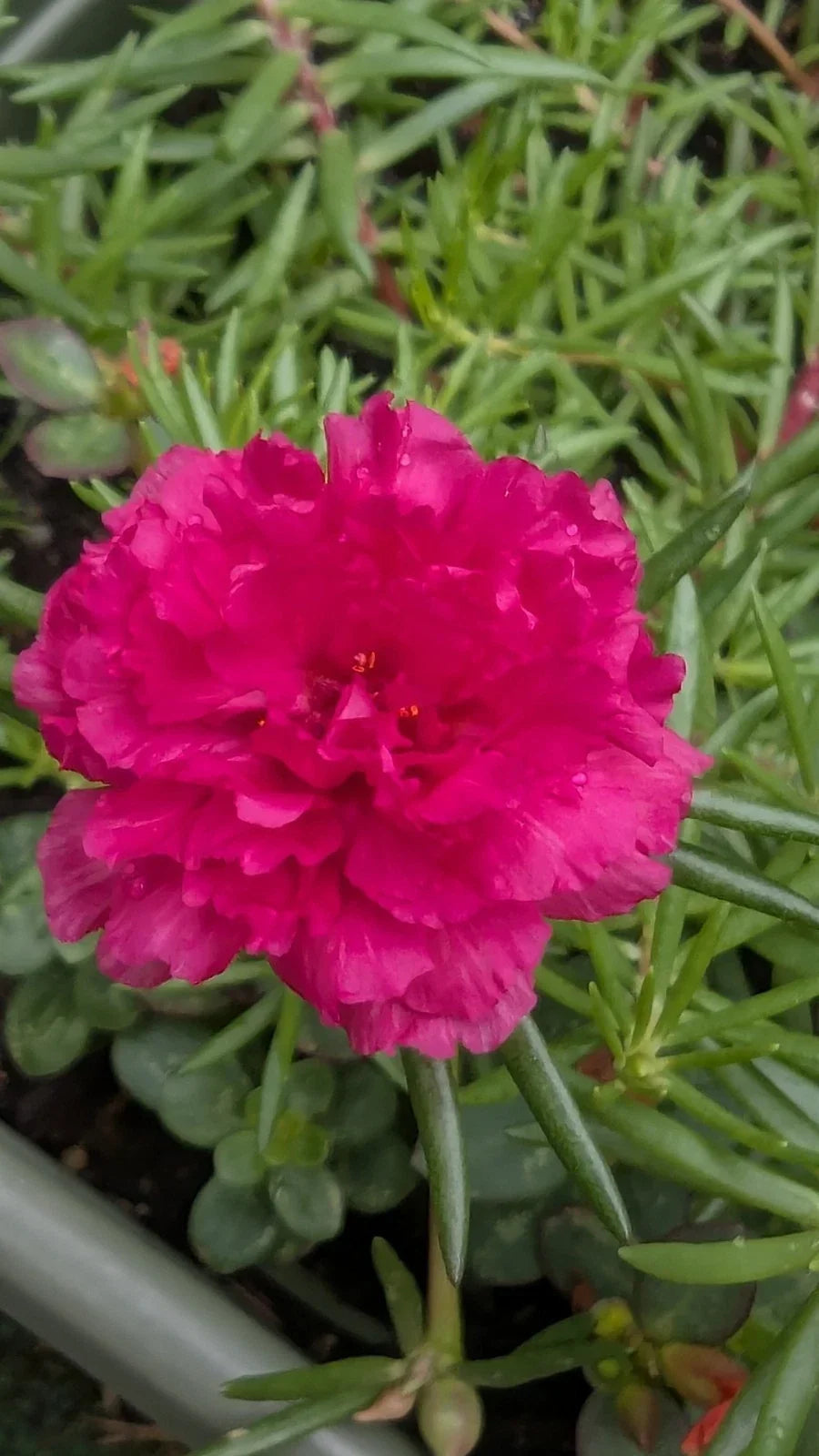 Hot Pink Double Blooms Cuttings - Portulaca Moss Rose - Unrooted Succulent Cuttings - Ideal for Gardening & Planting