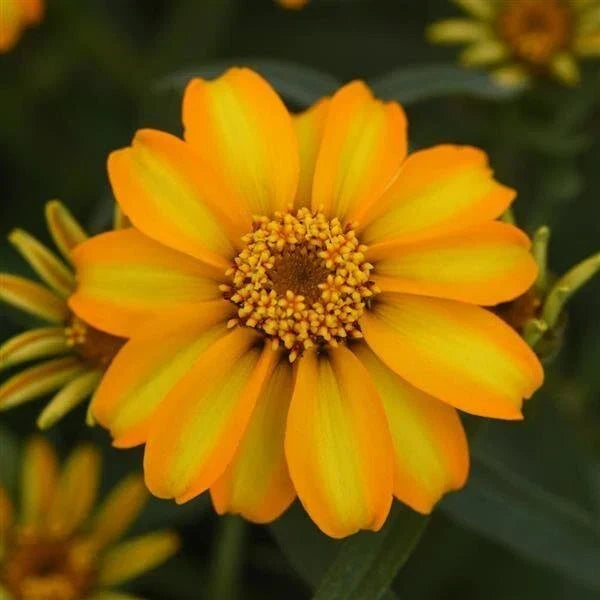 Zinnia Seeds 1000 Count Star Gold Variety Zinnia elegans Non-California Shipping