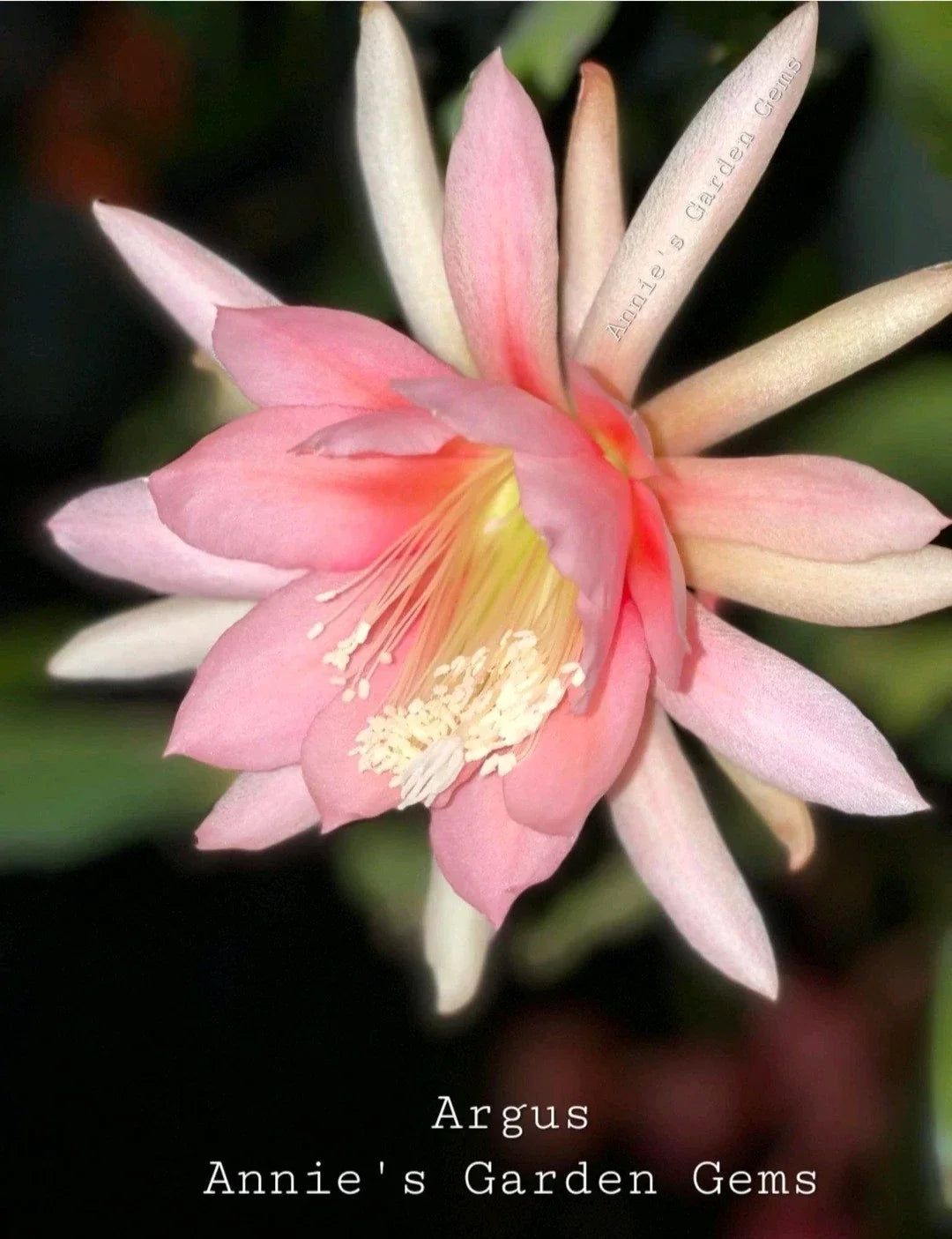 Epiphyllum Cuttings - Unrooted 8-10 inches - Argus Variety - Epiphyllum spp.