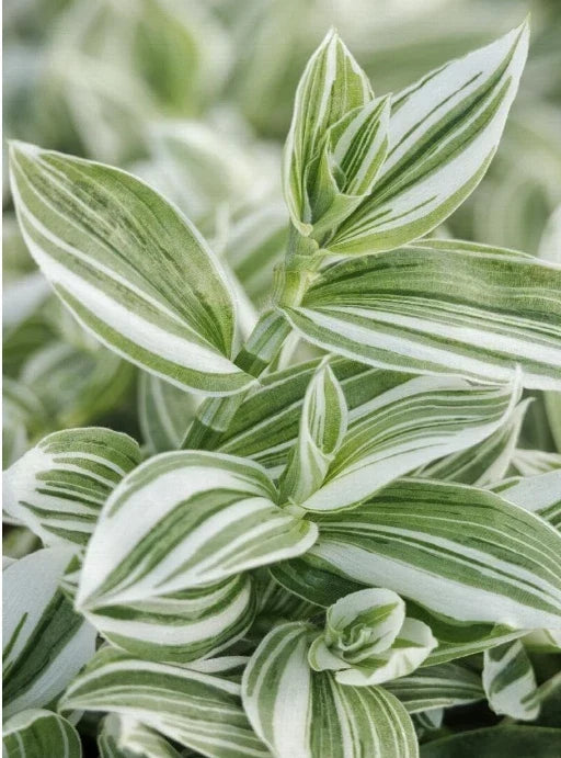 Tradescantia Fluminensis Cuttings - Green/White Wandering Jew - 5 Cuttings or 4" Pot