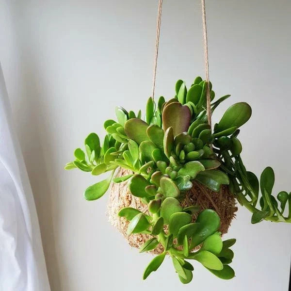 Trailing Weeping Creeping Jade Succulents - 6" Cuttings, Senecio Jacobsenii, 3-Pack