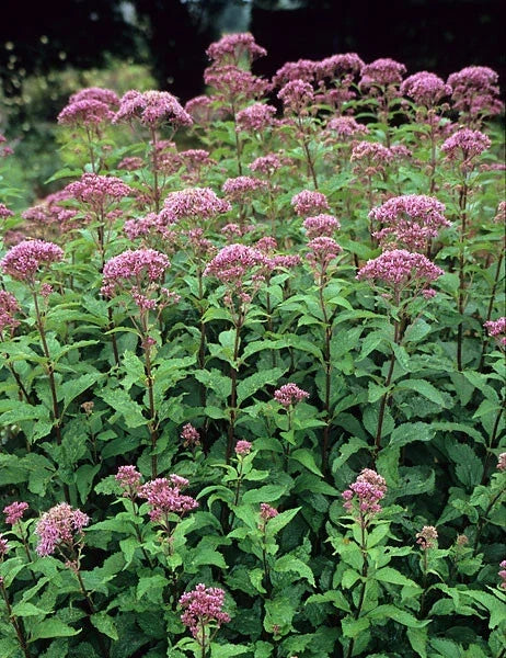 Joe Pye Weed Perennial Plant - Tall Grower, Winter Hardy, Bare-root - Eupatorium purpureum