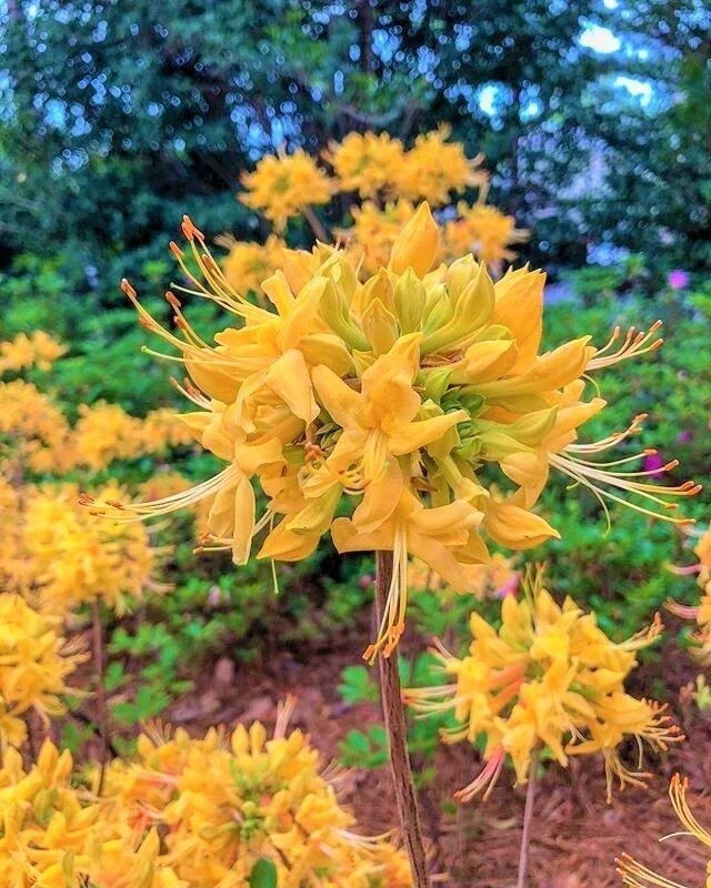Aromi Azalea Starter Plant - Gold Strike Variety - Rhododendron Deciduous - Dormant Small Plant