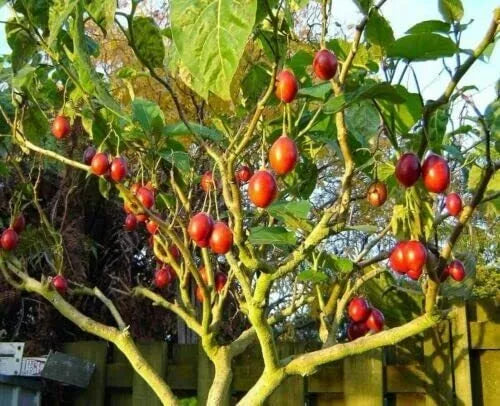 Tomato Tree Seeds 10 Pack Tamarillo Cyphomandra betacea Tropical Fruit Seeds for Planting