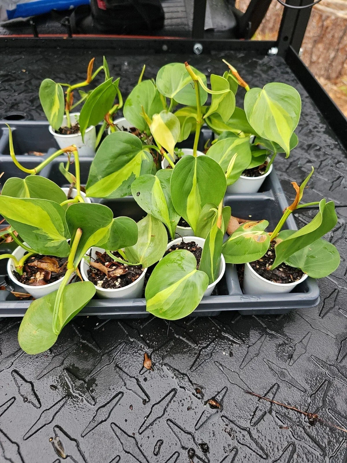 Brazilian Pothos Plant - Variegated Cordatum Hederaceum - Live Rooted Indoor Houseplant
