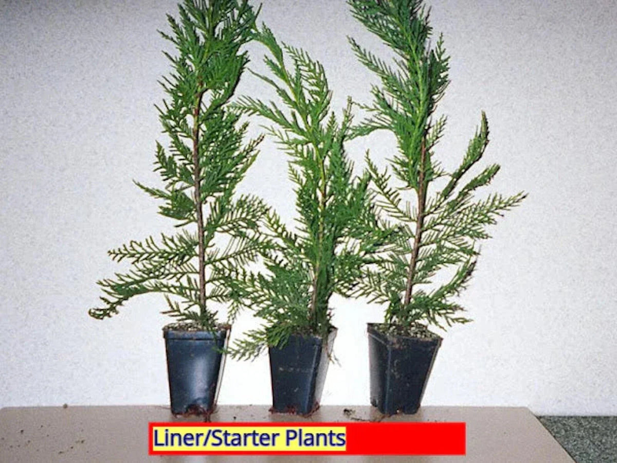 Leyland Cypress Tree Starter Plant - Bare Root Evergreen Hedge - Cupressocyparis leylandii - Fast Growing, Full Sun