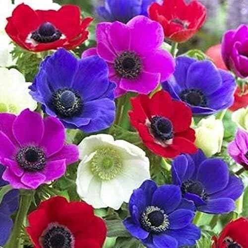 Anemone De Caen Flower Bulbs 25 Pack Mixed Colors Anemone coronaria