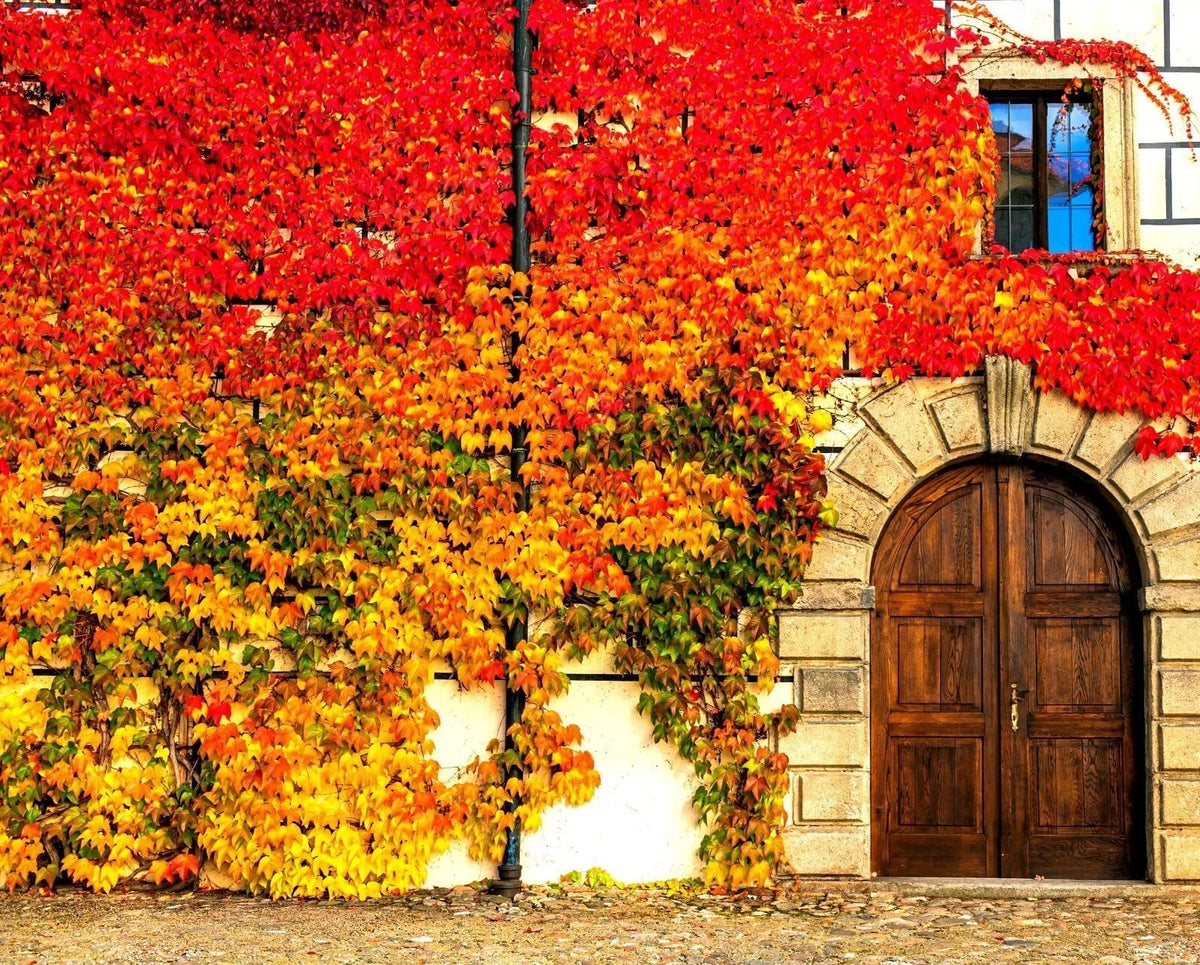 Virginia Creeper Seeds - 50+ Seeds - Parthenocissus quinquefolia - Fast-Growing Climbing Vine for Gardens
