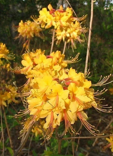 Aromi Azalea Starter Plant - Deciduous Rhododendron - Dormant Variety - Perfect for Gardens and Landscapes