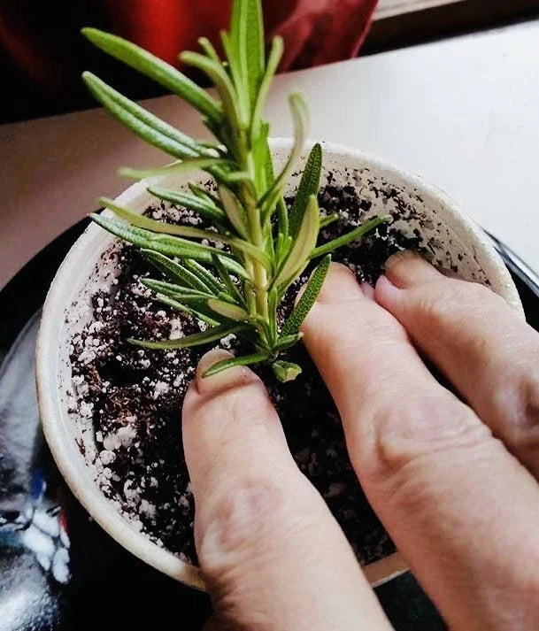 Rosemary Clippings - 10 Fresh Cuttings - Herb Plant for Cooking - Rosmarinus officinalis