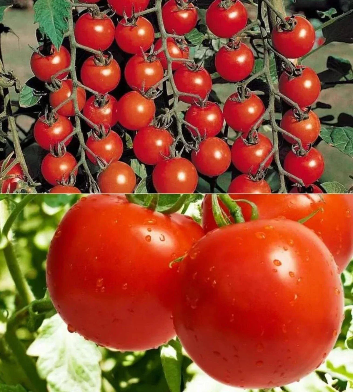 Cherry Tomato Seeds 320+ Count Heirloom Variety Solanum lycopersicum Perfect for Home Garden
