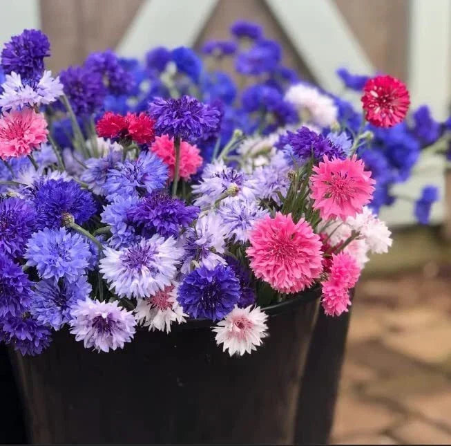 Bachelor Button Seeds - Polka Dot Variety - Heirloom Non-GMO - Centaurea cyanus - USA Grown Flower Seeds for Planting