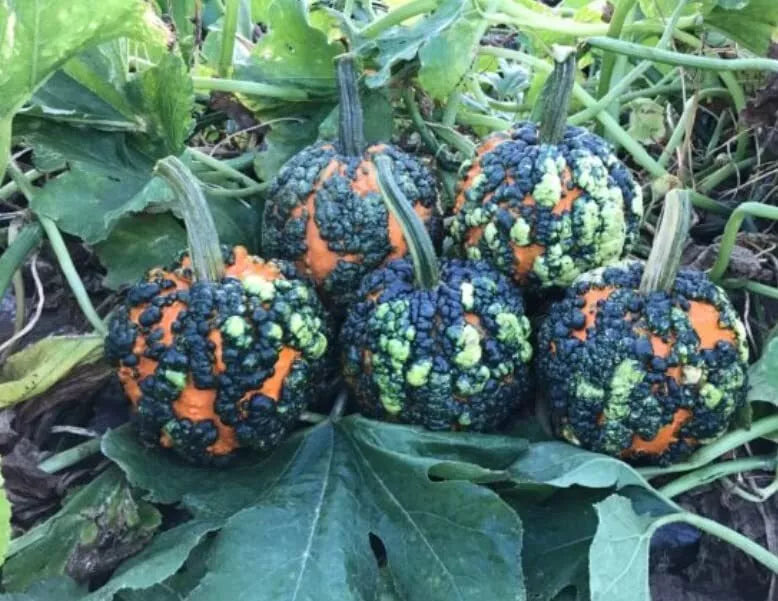 Warty Goblin Pumpkin Seeds - 10 Seeds for Planting - Unique Variegated Color - Cucurbita pepo