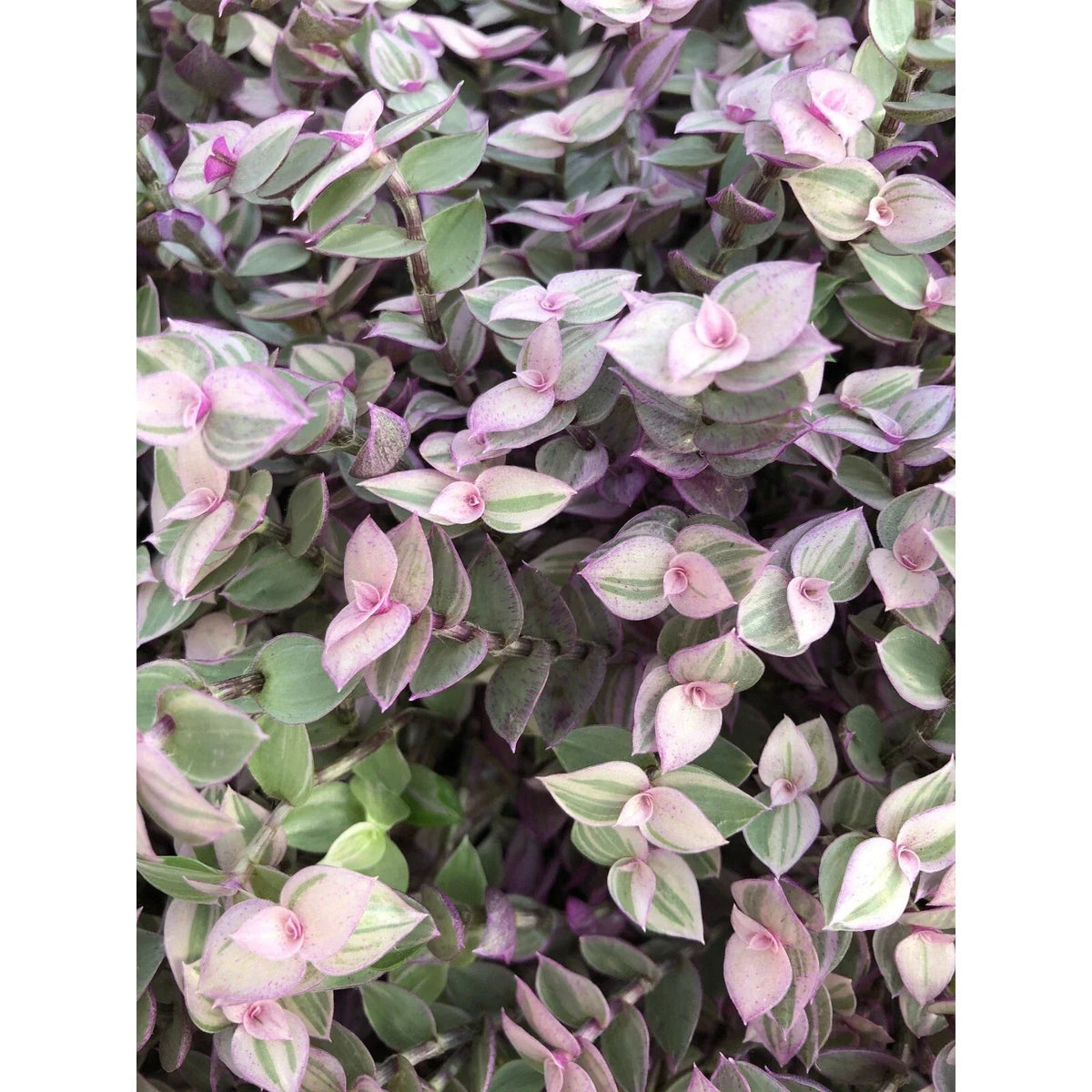 Tradescantia Pink Lady Cuttings - 10 Rooted Cuttings - Easy Care Indoor Plant - Tradescantia pallida