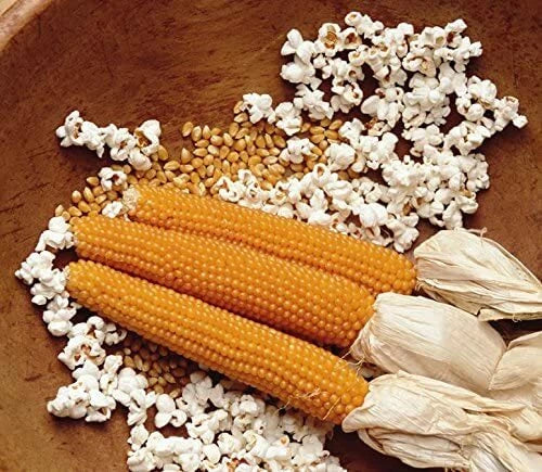 Snow Puff Popcorn Seeds - 25 Count Non-GMO - Zea mays everta - Home Garden Growing Kit - Made in USA