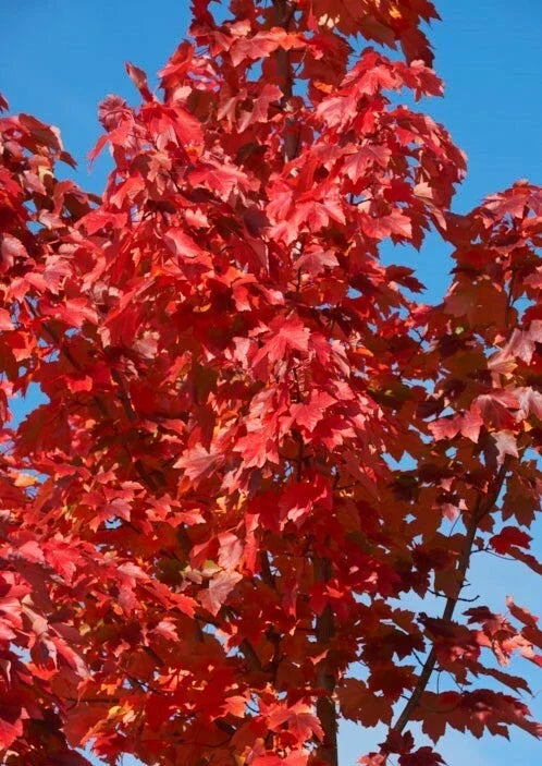 American Red Maple Tree Sapling 2' Live Plant Acer Rubrum Ornamental Shade Tree Vibrant Fall Colors