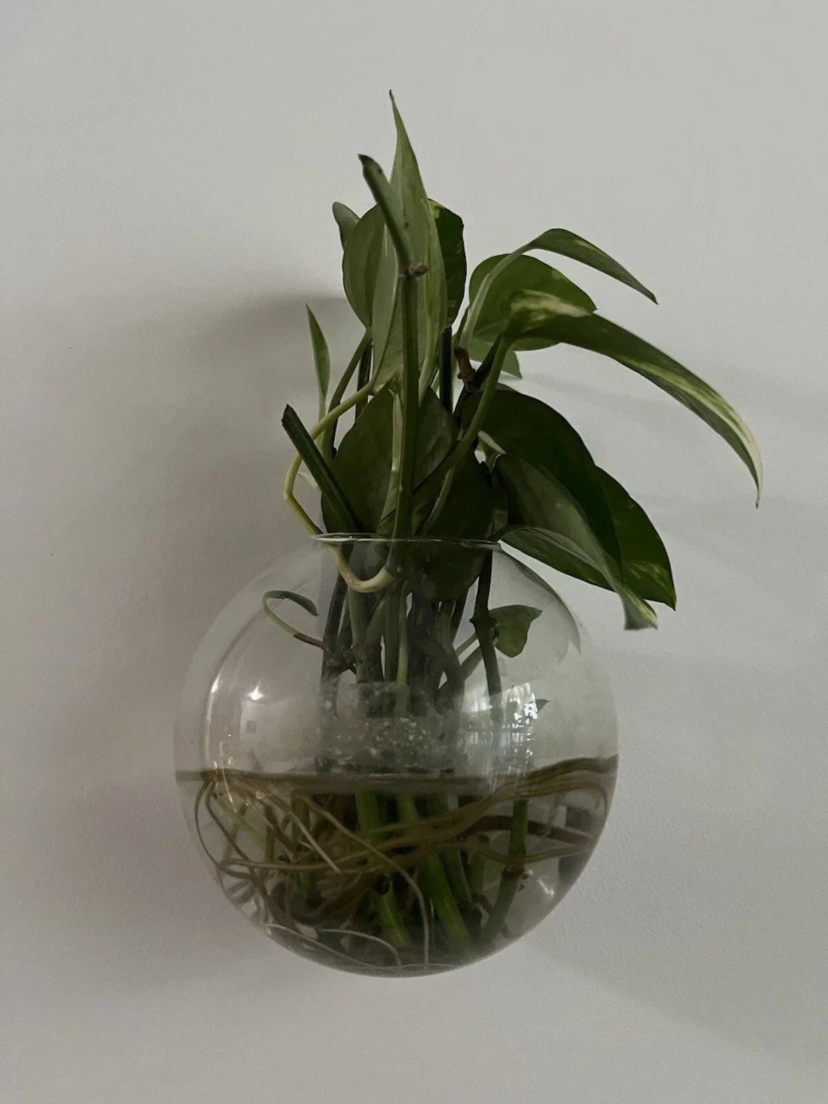 Pothos Cuttings - 5 Healthy Green Cuttings - Epipremnum aureum, Indoor Plant, Easy Care, Trailing Vine
