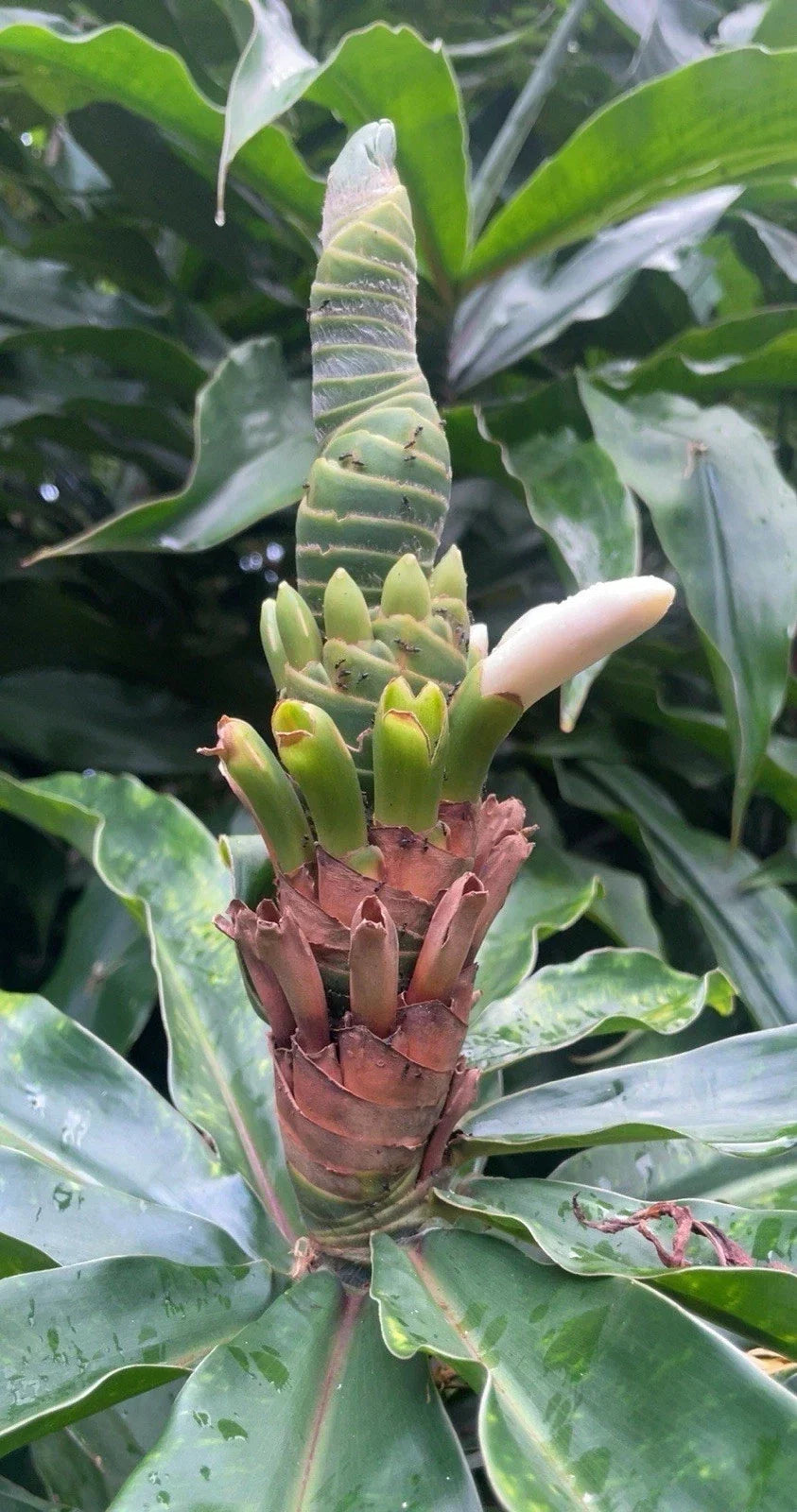 Yellow Spiral Ginger Rooted Cuttings - 3 Pack Dimerocostus strobilaceous - Hawaii Grown Tropical Plants