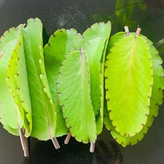 Miracle Plant Leaves - 10 Fresh Bryophyllum pinnatum, Life Plant, Medicinal Herb, Organic Indoor Gardening