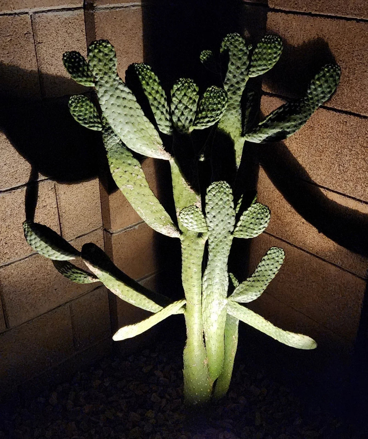 Consolea Rubescens Road Kill Cactus Live Pad Cutting (1) – Unique Succulent Plant for Home or Garden Decor