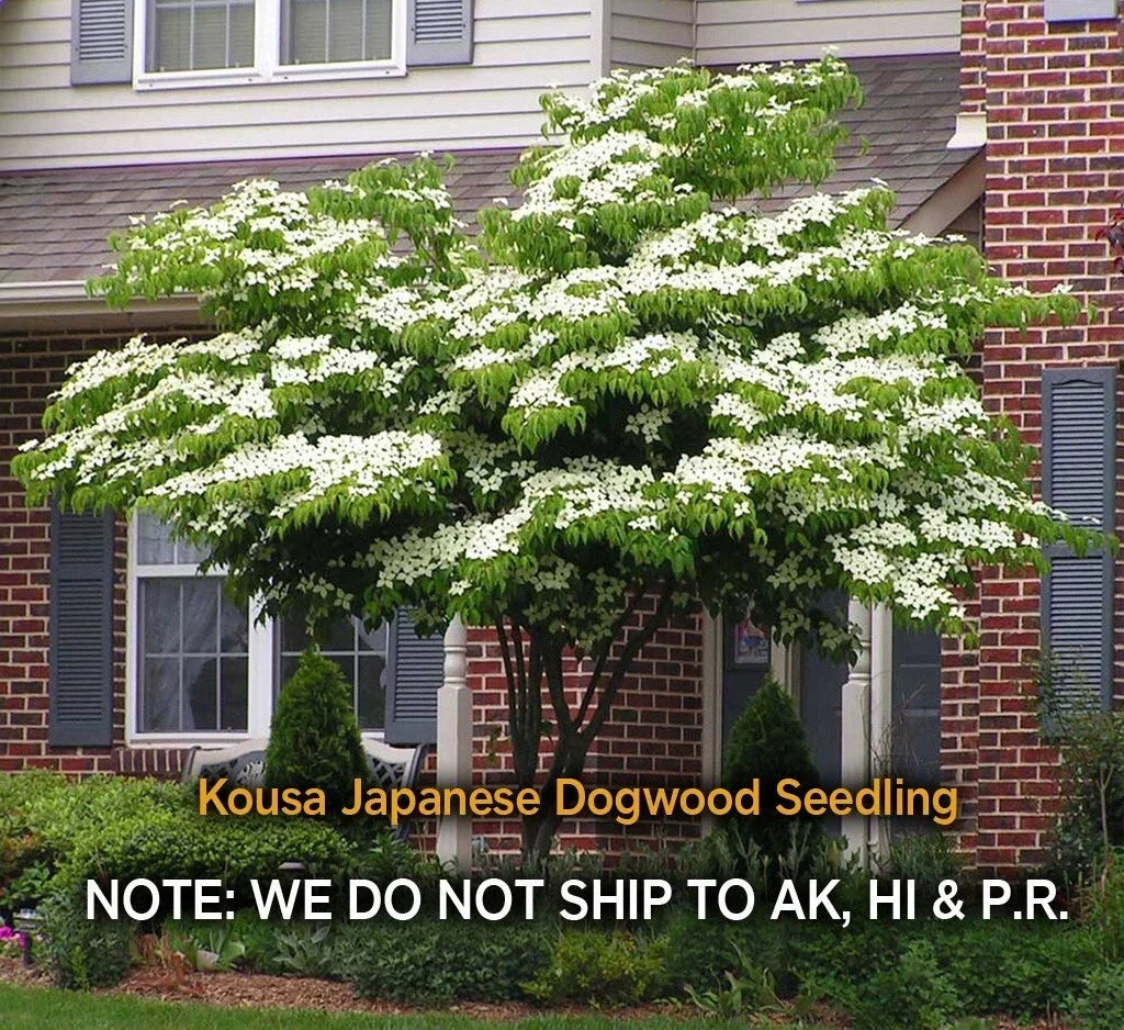 Kousa Dogwood Live Plant Quart Pot, Hardy Flowering Tree, Cornus kousa, Ornamental Garden Addition