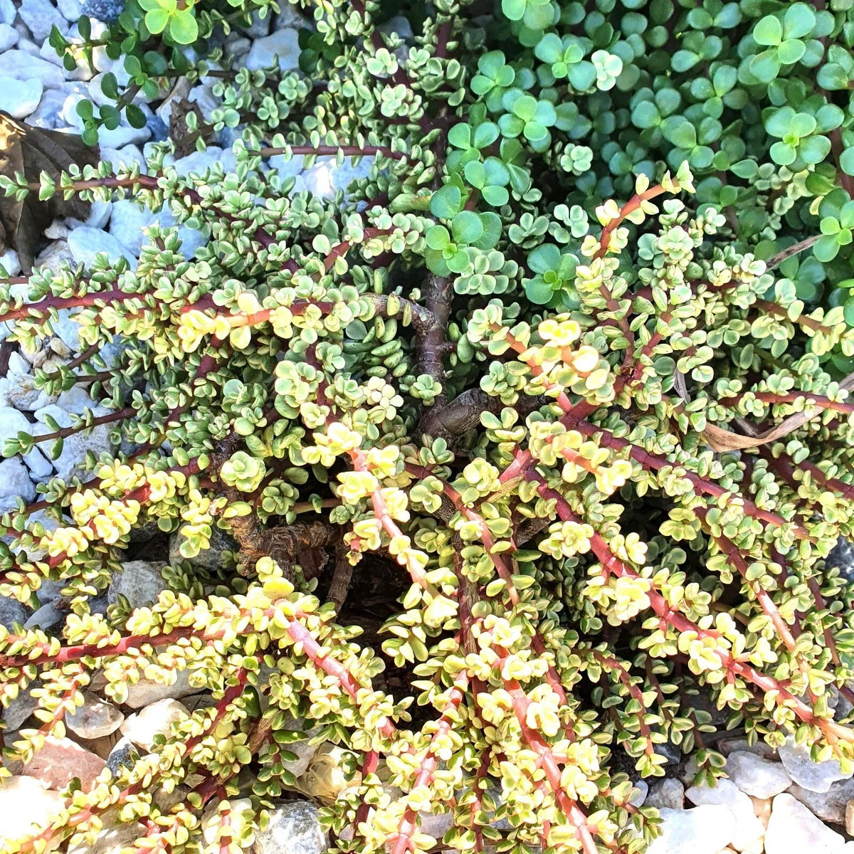 Elephant Bush Cuttings - 6 Variegated Succulent Cuttings - Drought Tolerant Easy Grow Plants - Portulacaria afra