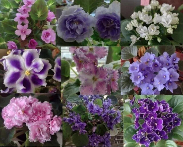 African Violet Leaf Box - 10 Named Varieties - Standards & Trailers - Variegated - Saintpaulia spp.
