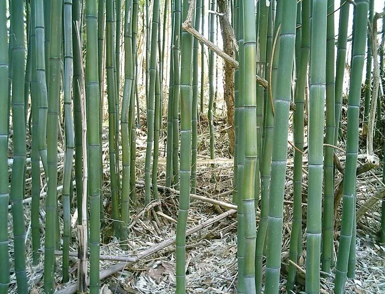1 Ft Yellow Groove Bamboo Rhizome Cutting - Phyllostachys aureosulcata - Garden Plants Hardy Zone 5