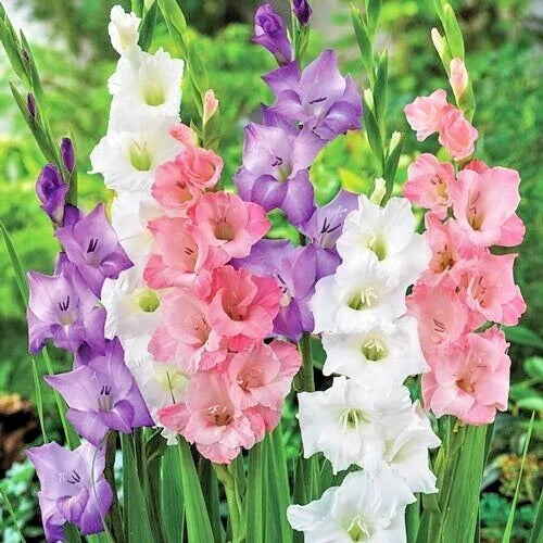 Gladiolus Bulbs 5-Pack Pastel Mix Pink Purple White Deer-Resistant Cut Flowers Gladiolus spp.