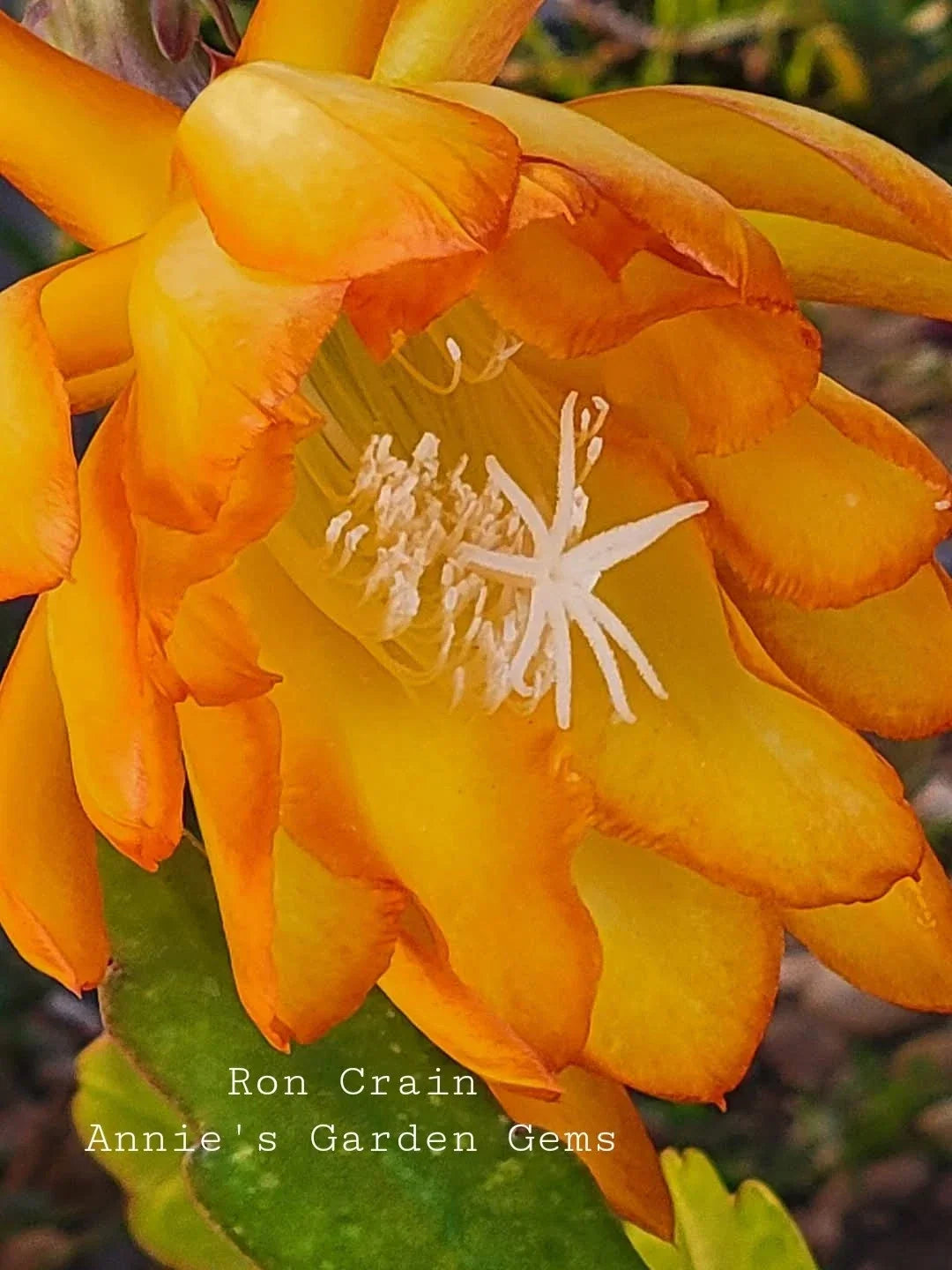 Epiphyllum Ron Crain Cuttings - Unrooted Orchid Cactus - 8 to 10 Inches Long - Unique Houseplant Variety