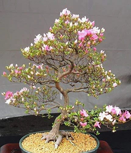 Japanese Cherry Blossom Bonsai Seeds - 10 Flowering Sakura Seeds - Prunus serrulata - Indoor Gardening Planting Supplies