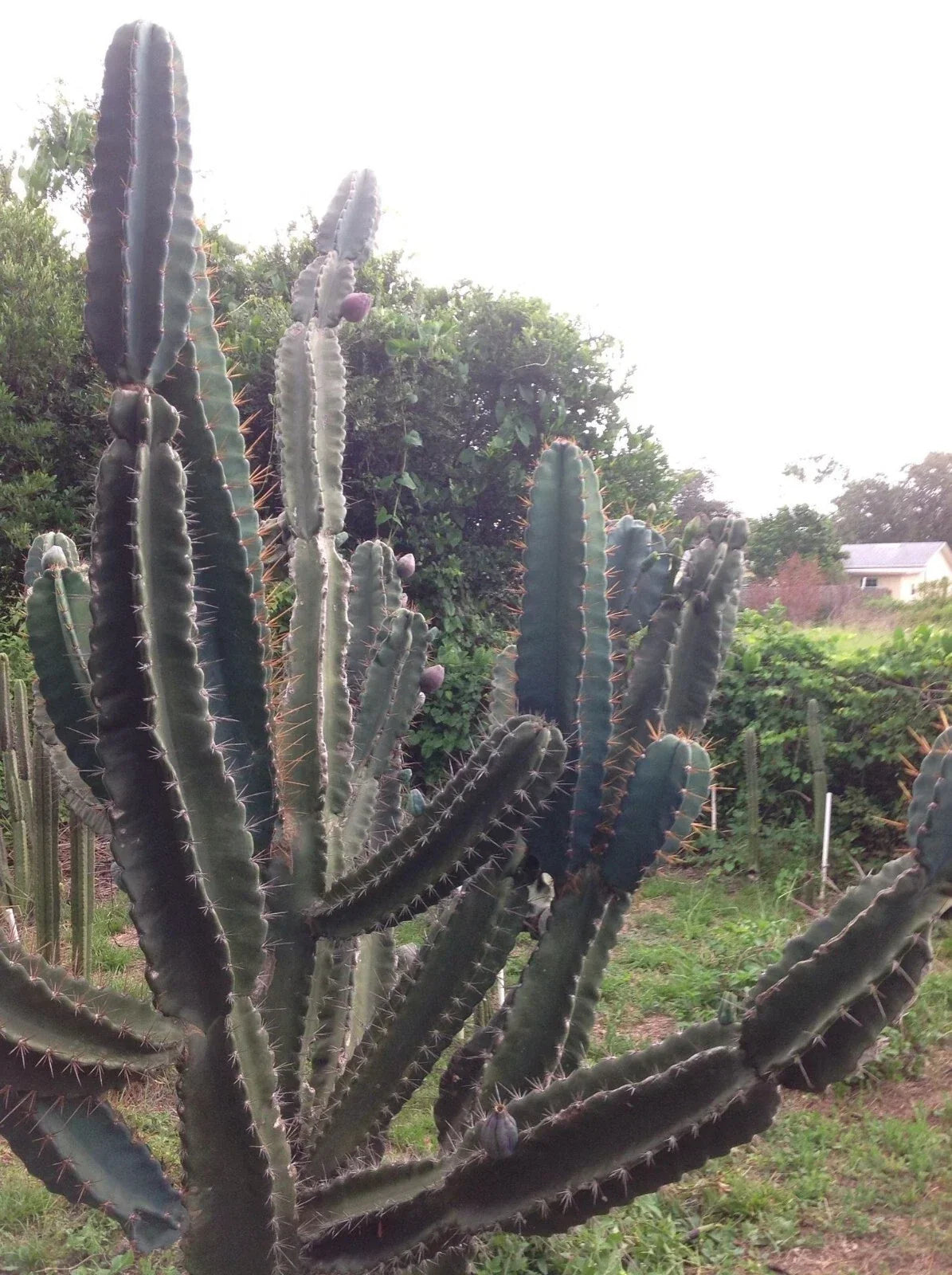 Cereus Peruvianus Repandus Seeds - 20 Peruvian Apple Cactus Seeds - Easy to Grow Cactus for Home Gardening