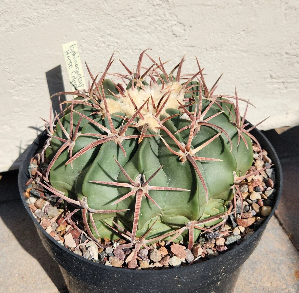 Echinocactus Texensis Horse Crippler Cactus Live Rooted Plant - Unique Desert Succulent, Drought-Tolerant, Low Maintenance
