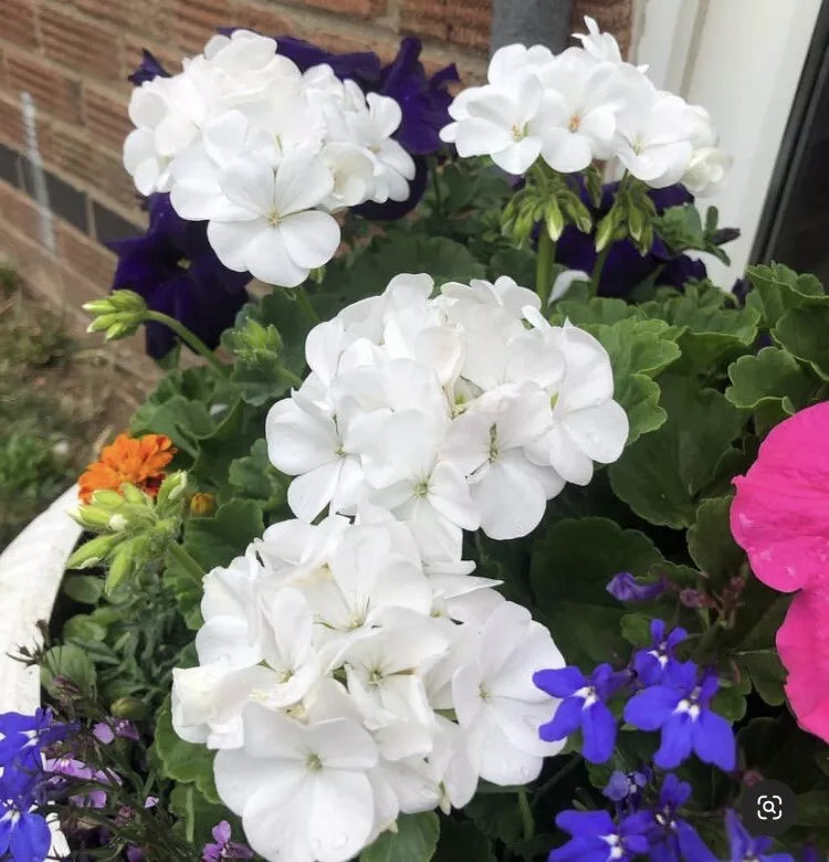 Snow White Zonal Geranium Cuttings 8 Pack Pelargonium 'Hint of Pink' Rooting Plants for Indoor or Outdoor Gardening