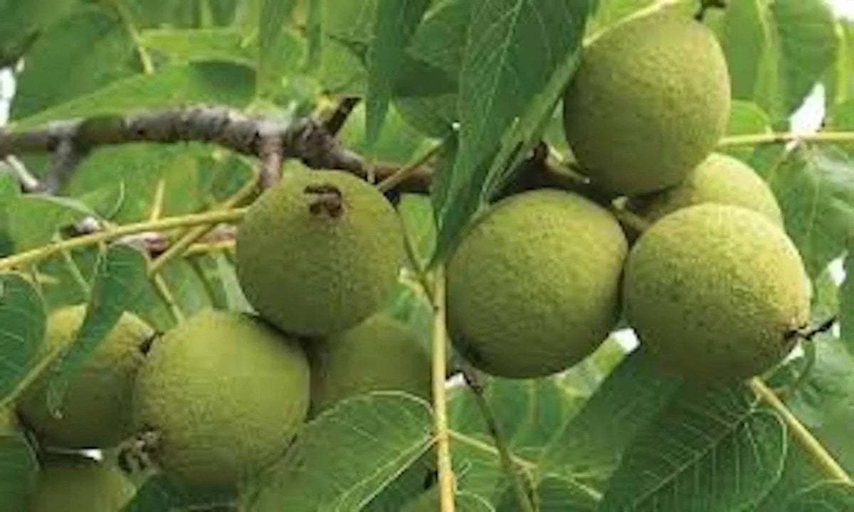 Black Walnut Tree Live Plant 12-24in Juglans nigra Bare Root 5 Pack - Deciduous, Fast-Growing, USDA Zones 4-9
