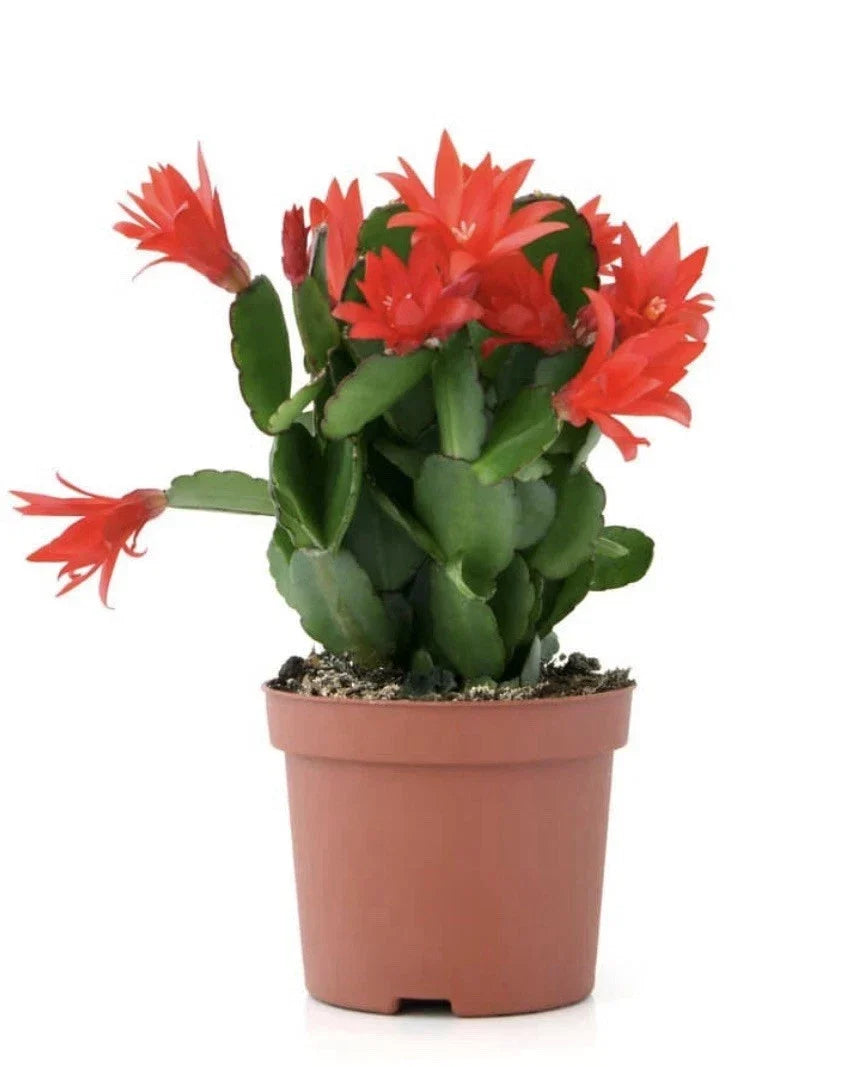 Christmas Cactus Cuttings 3 Segments Healthy Mature Plant Schlumbergera