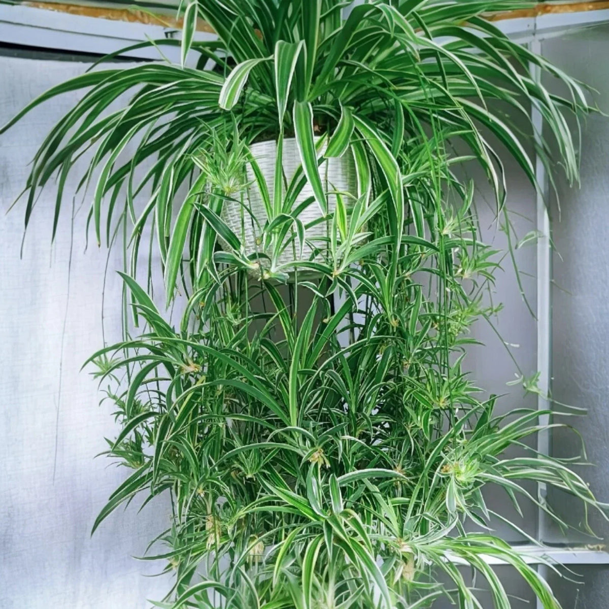 Reverse Variegated Spider Plant Cuttings 2PCS - Air-Purifying Indoor Houseplant (Chlorophytum comosum)